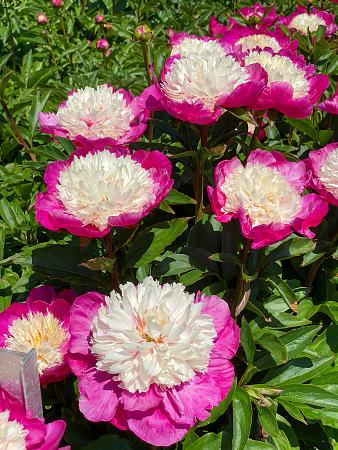 Paeonia lactiflora 'White cap' (Peony)