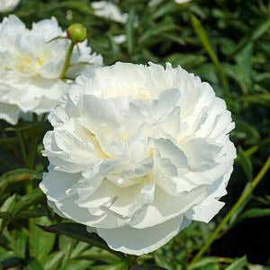 Paeonia lactiflora 'Madame Claude Tain' (Peony)