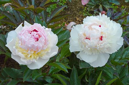 Paeonia lactiflora 'Madame de Verneville' (Peony)
