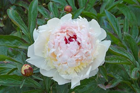 Paeonia lactiflora 'Madame de Verneville' (Peony)