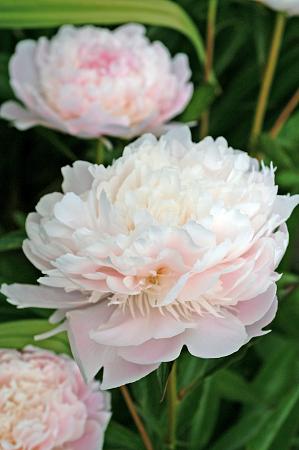 Paeonia lactiflora 'Pecher' (Peony)