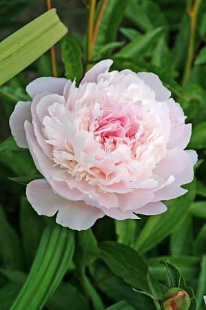 Paeonia lactiflora 'Pecher' (Peony)