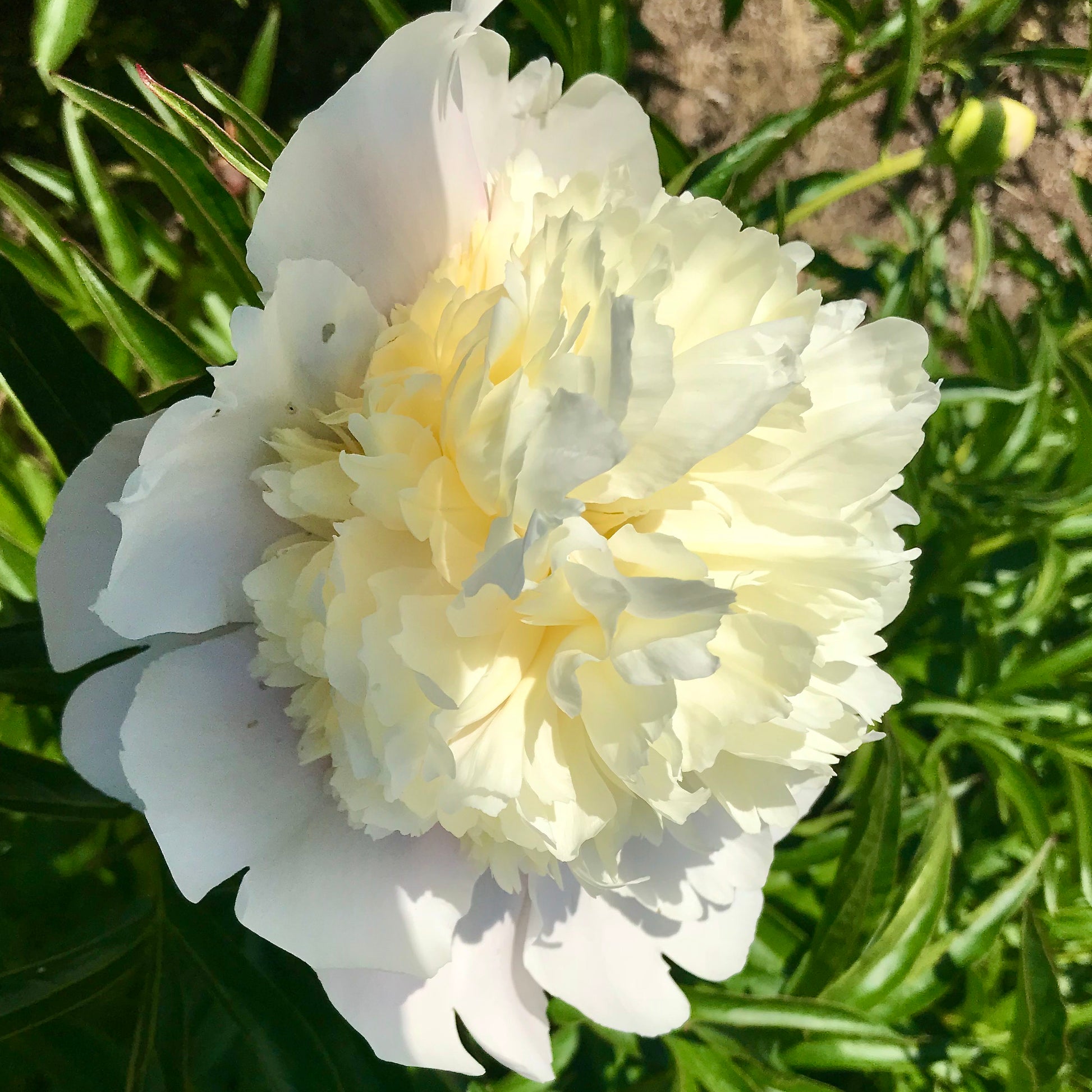 Paeonia lactiflora  'Primevere'