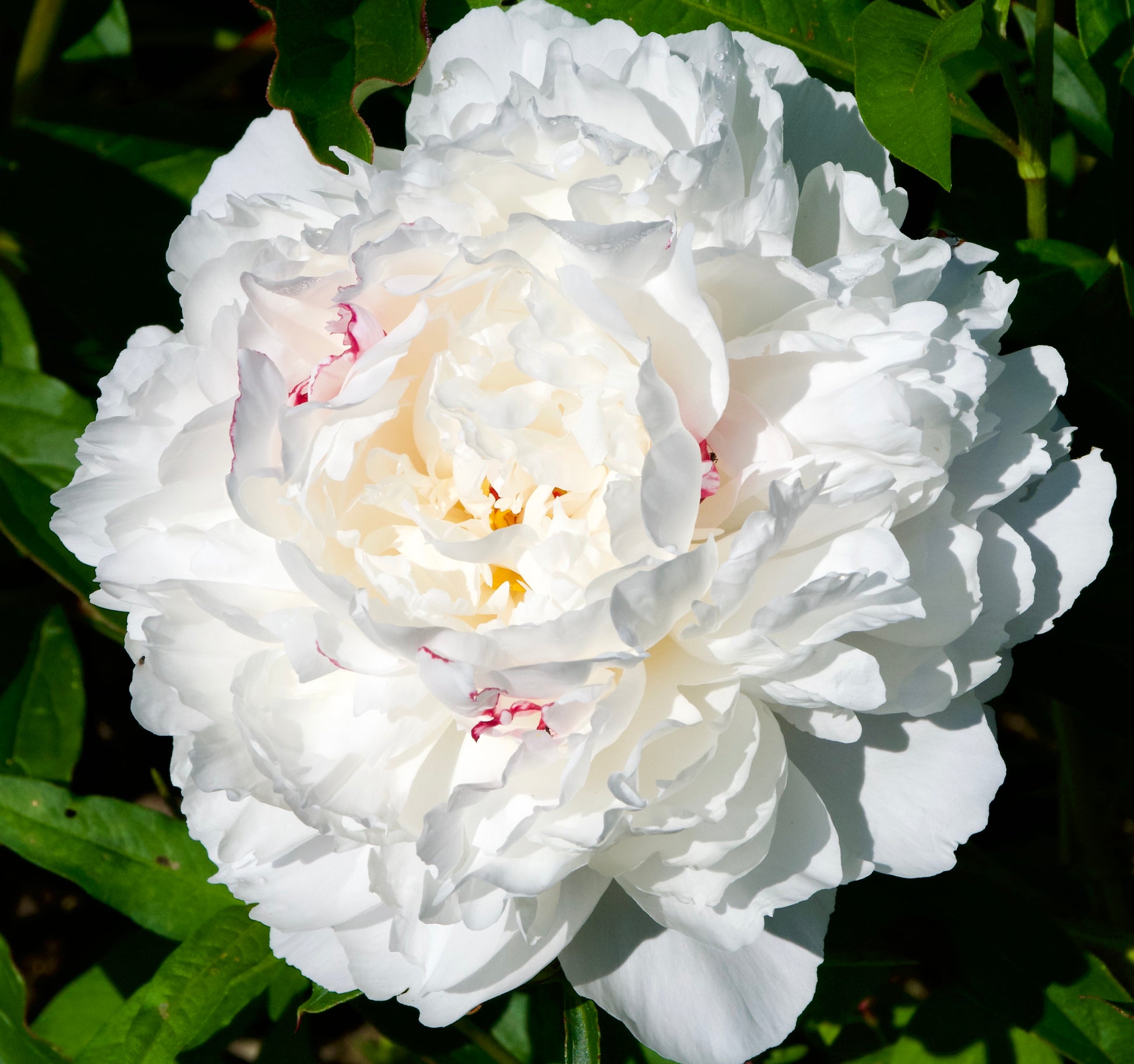 Paeonia lactiflora  'Vogue'