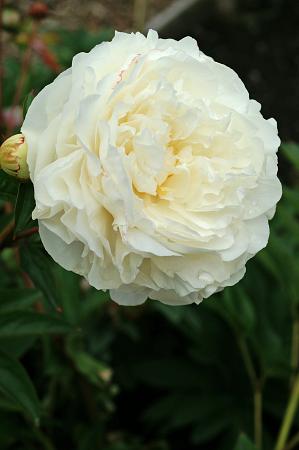 Paeonia 'Mother's Choice'