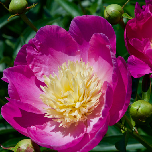 Paeonia japonica 'Bowl of Beauty'