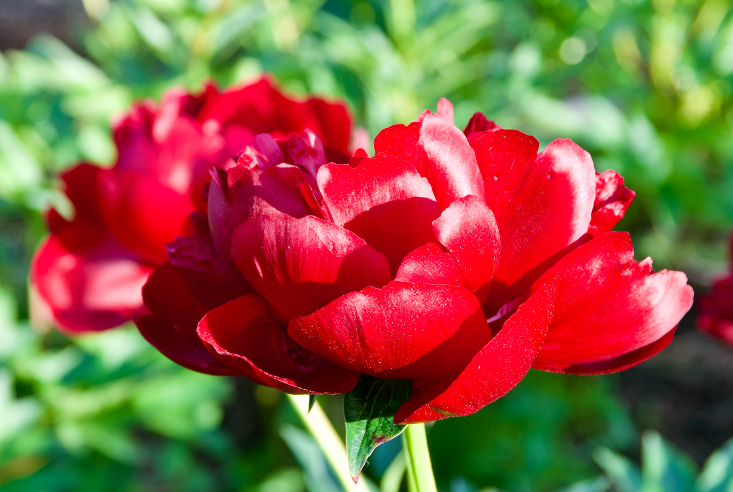 Paeonia japonica 'Buckeye Belle'