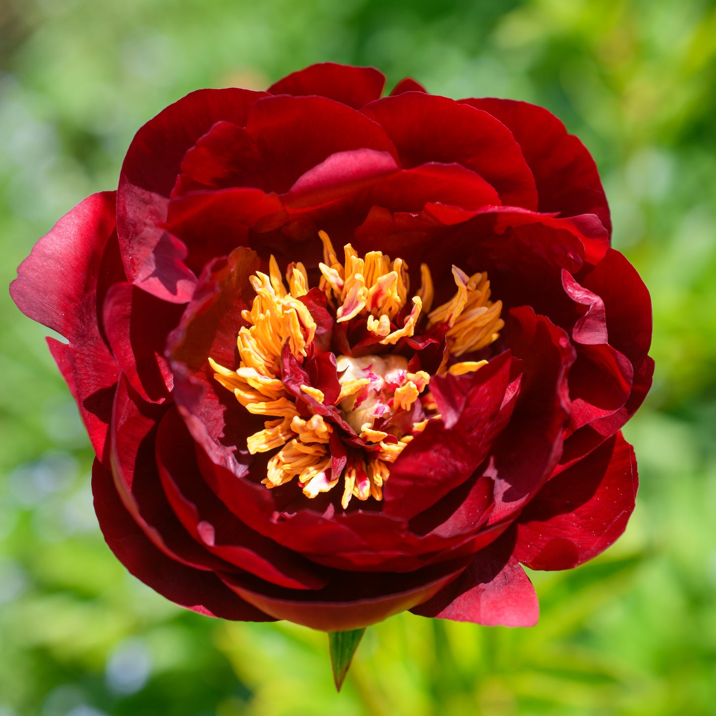 Paeonia (Herbaceous Hybrid) 'Buckeye Belle'