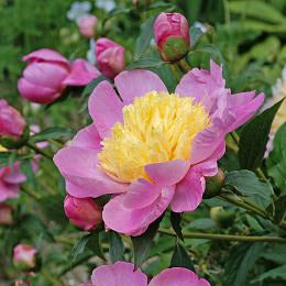 Pink and yellow flowers with green leaves in a garden setting