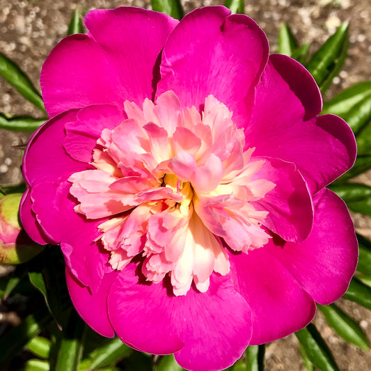 Paeonia japonica  'Gay Paree'