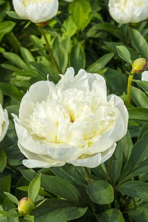 Paeonia lactiflora 'Immaculee' (Peony)