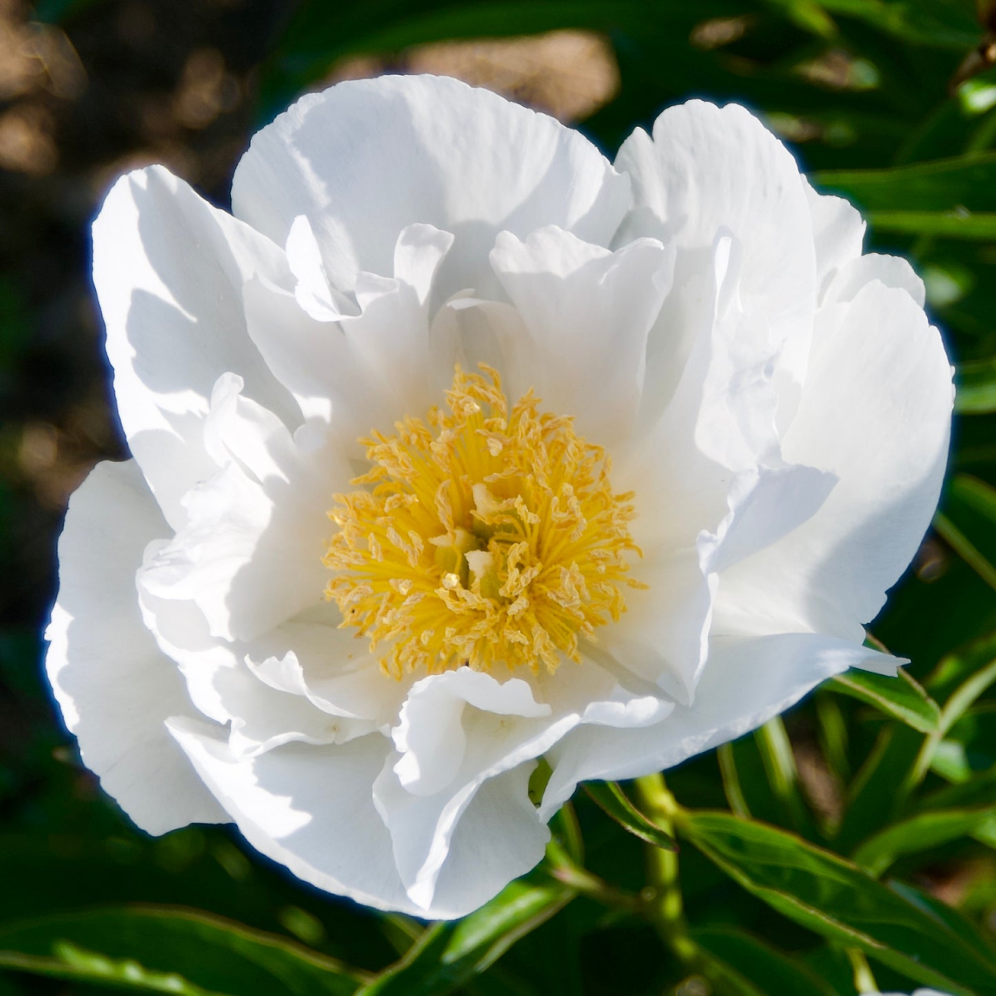 Paeonia lactiflora 'Krinkled White'