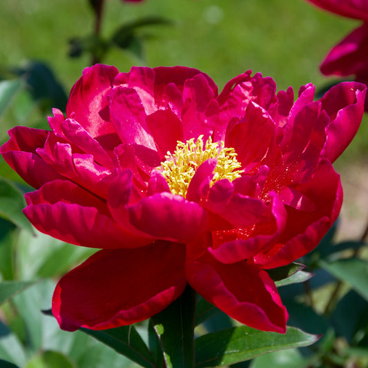 Paeonia lactiflora 'Imperial Red' (Peony)