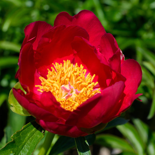 Paeonia (Herbaceous Hybrid) 'Scarlet O'Hara'