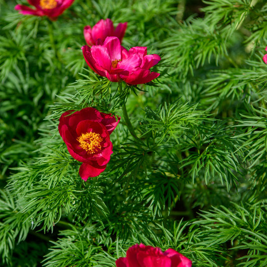 Paeonia tenuifolia