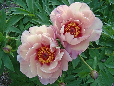 Paeonia Itoh 'Berry Berry Fine' (Peony)