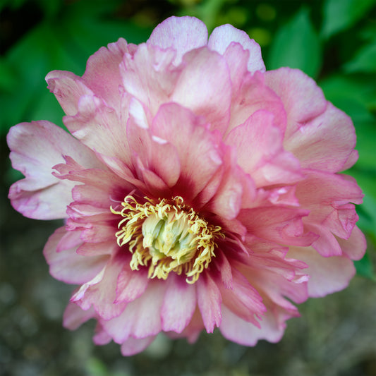 Paeonia Itoh 'Hillary'  (Peony)