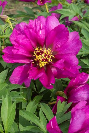Paeonia Itoh 'Morning Lilac' (Peony)