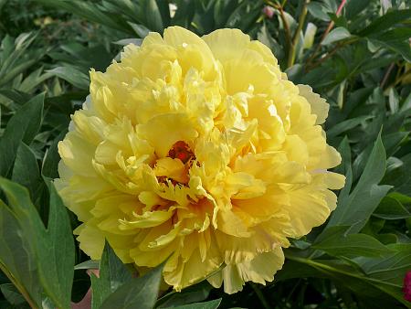 Paeonia Itoh 'Sonoma YeDo' (Peony)
