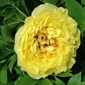 Yellow peony flower surrounded by green leaves