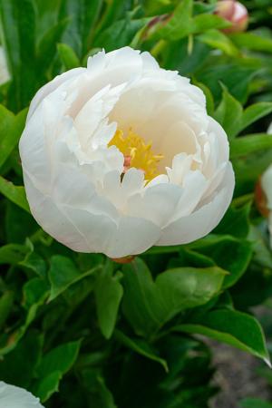 Paeonia Itoh 'Love Affair'