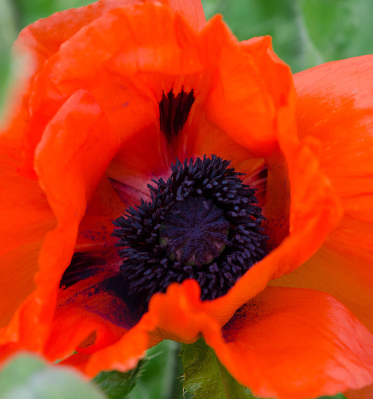 Papaver orientale 'Beauty of Livermore'