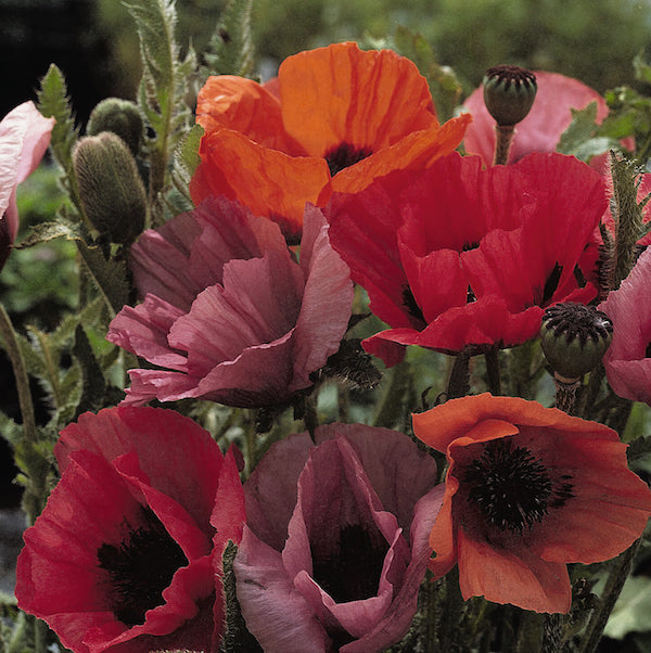 Papaver orientale  'Fruit Punch'