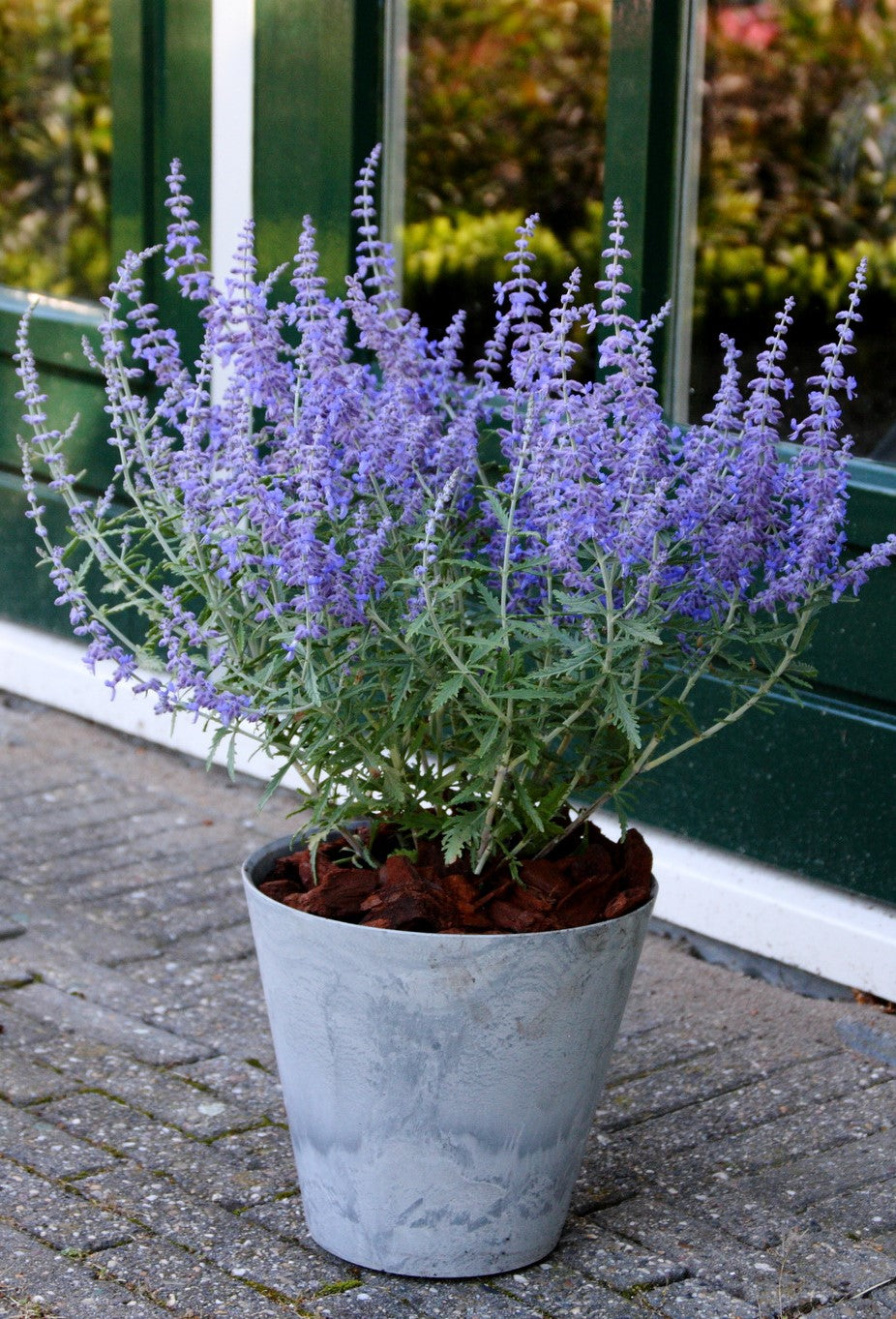 Perovskia atriplicifolia  'Lacey Blue'