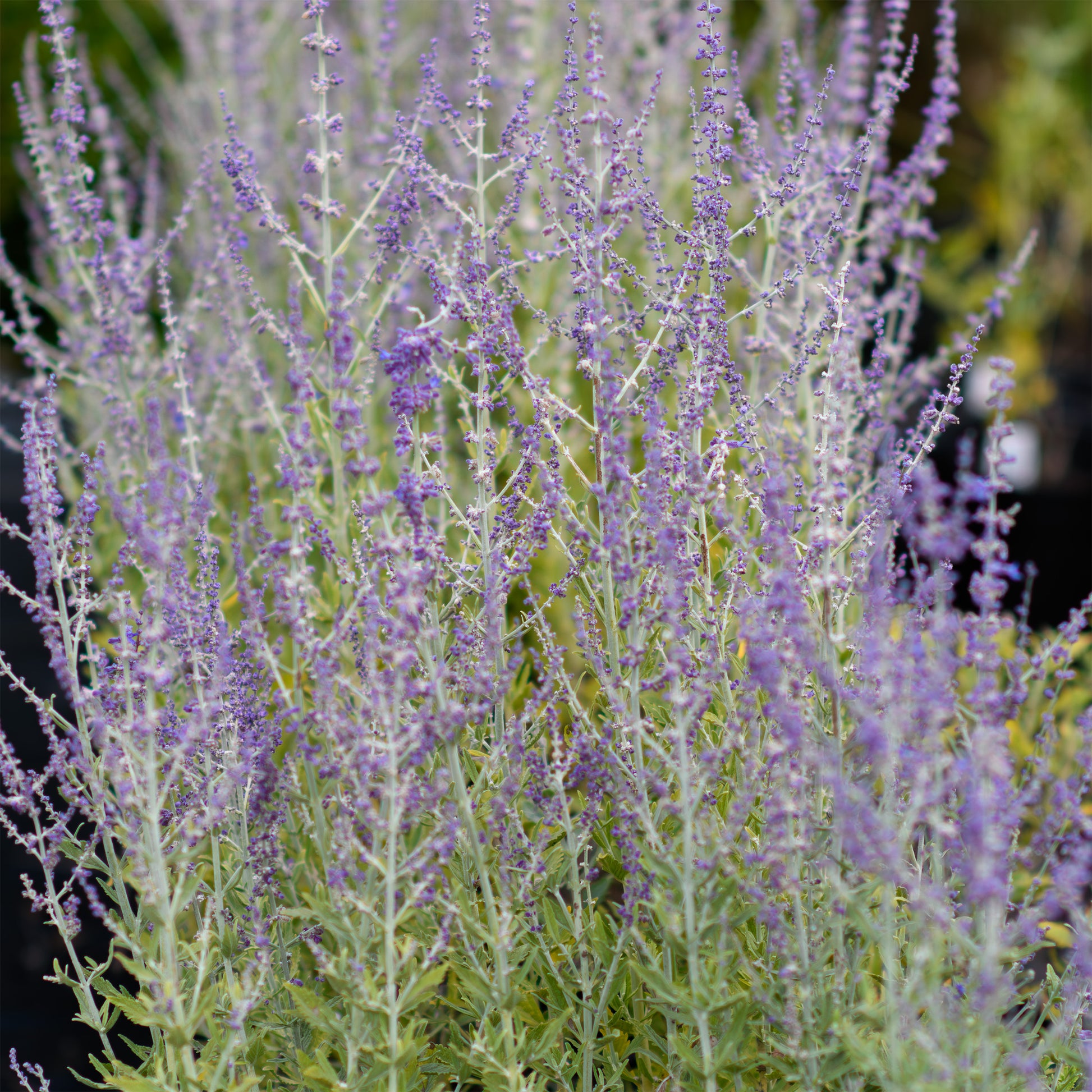 russian lavender plant Perovskia atriplicifolia 'Prime Time' (Russian Sage)