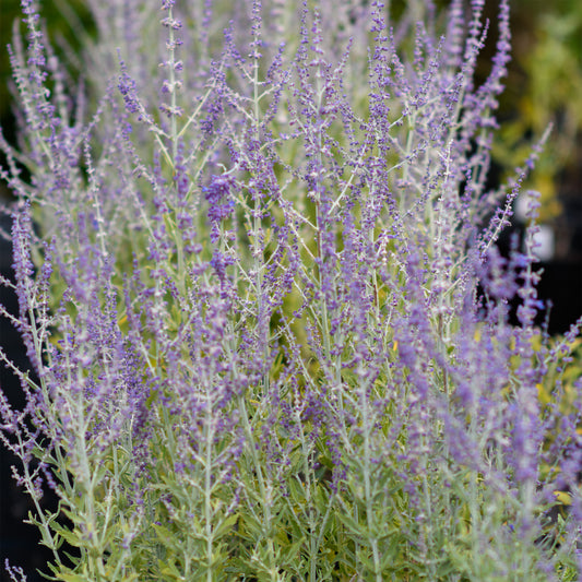 Perovskia atriplicifolia 'Prime Time' (Russian Sage)