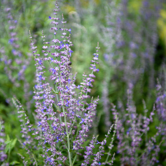 Perovskia atriplicifolia  'Sage Advice'