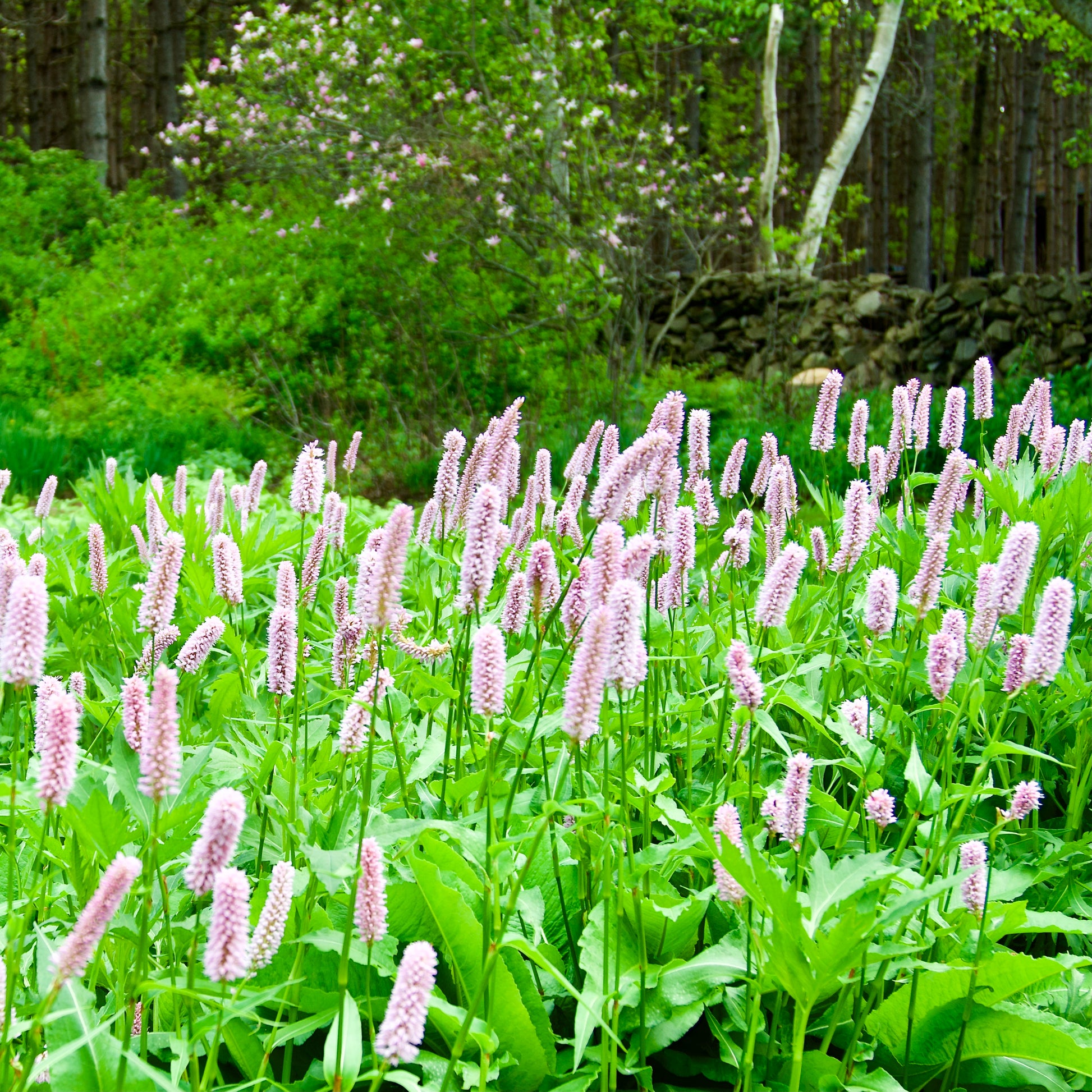 Persicaria bistorta 'Suberba'