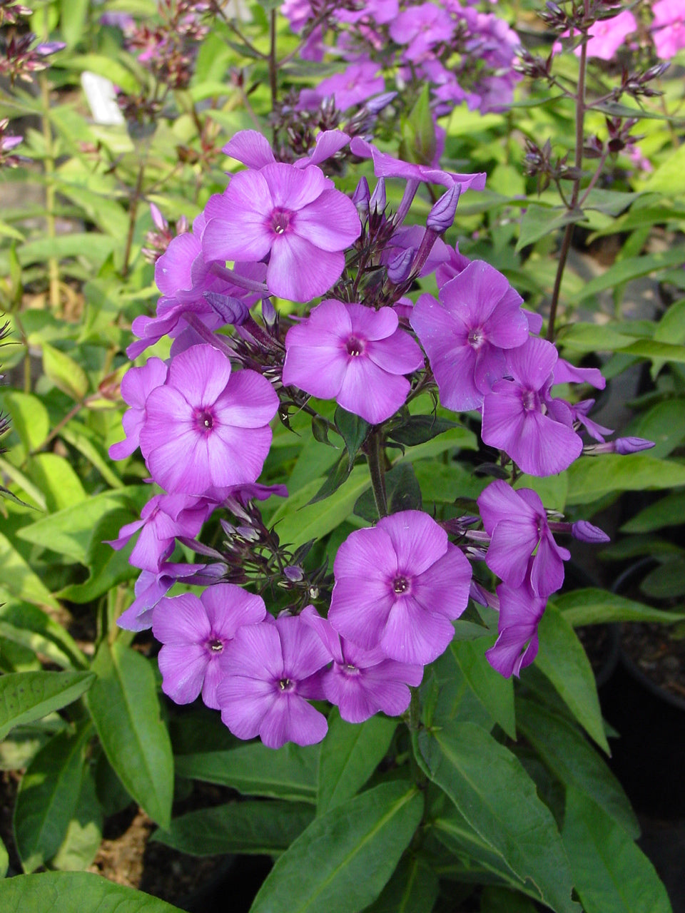 Phlox paniculata 'Blue Paradise' – Fieldstone Gardens Inc