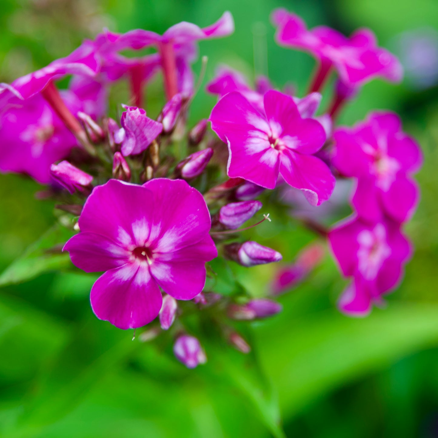 Phlox paniculata  'Early Purple'