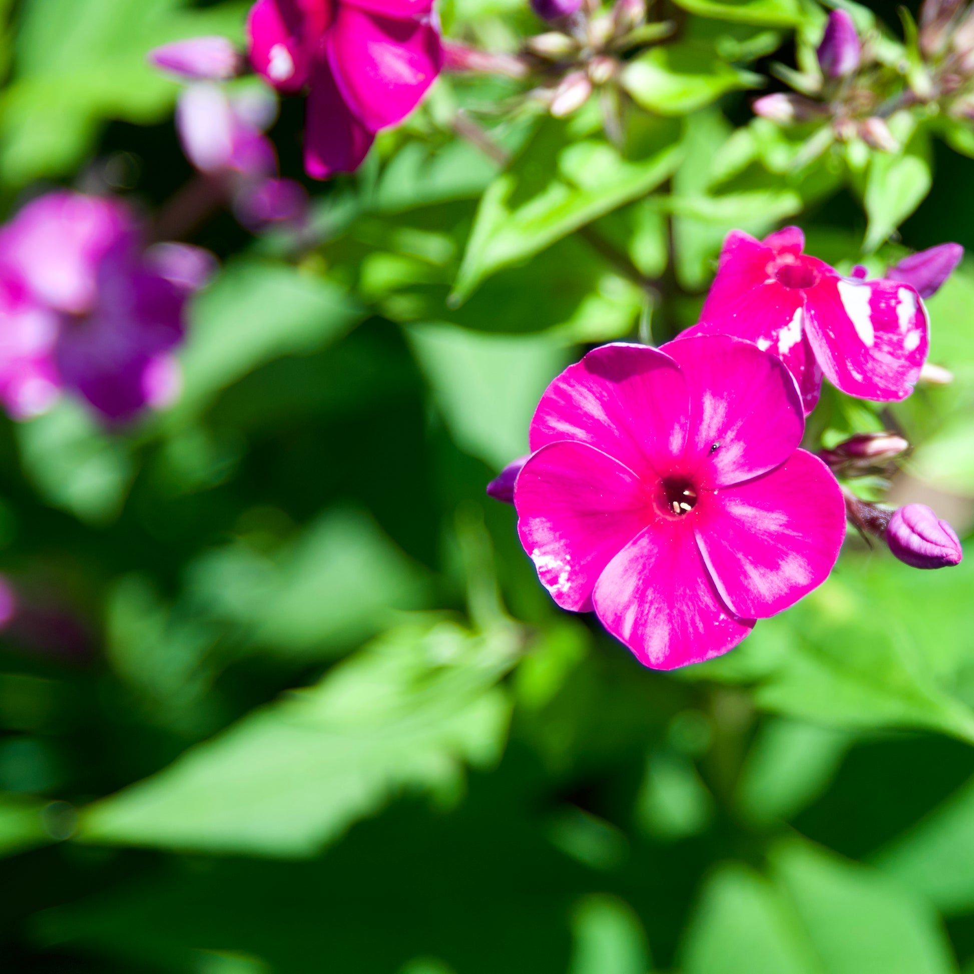 Phlox paniculata  'Flame? Purple'