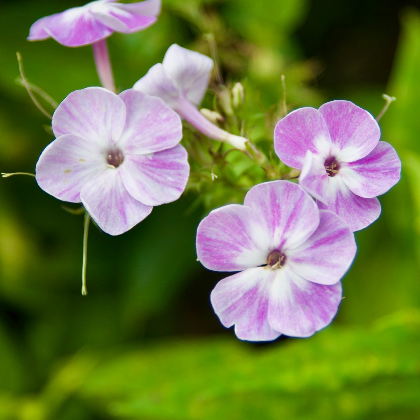 Phlox paniculata 'Katherine'