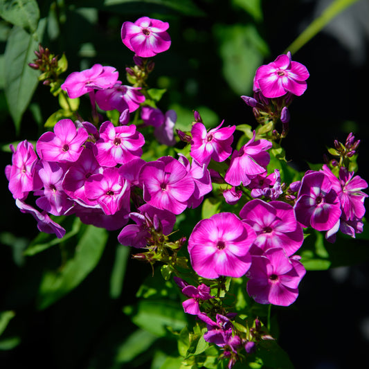 Phlox paniculata 'Laura'