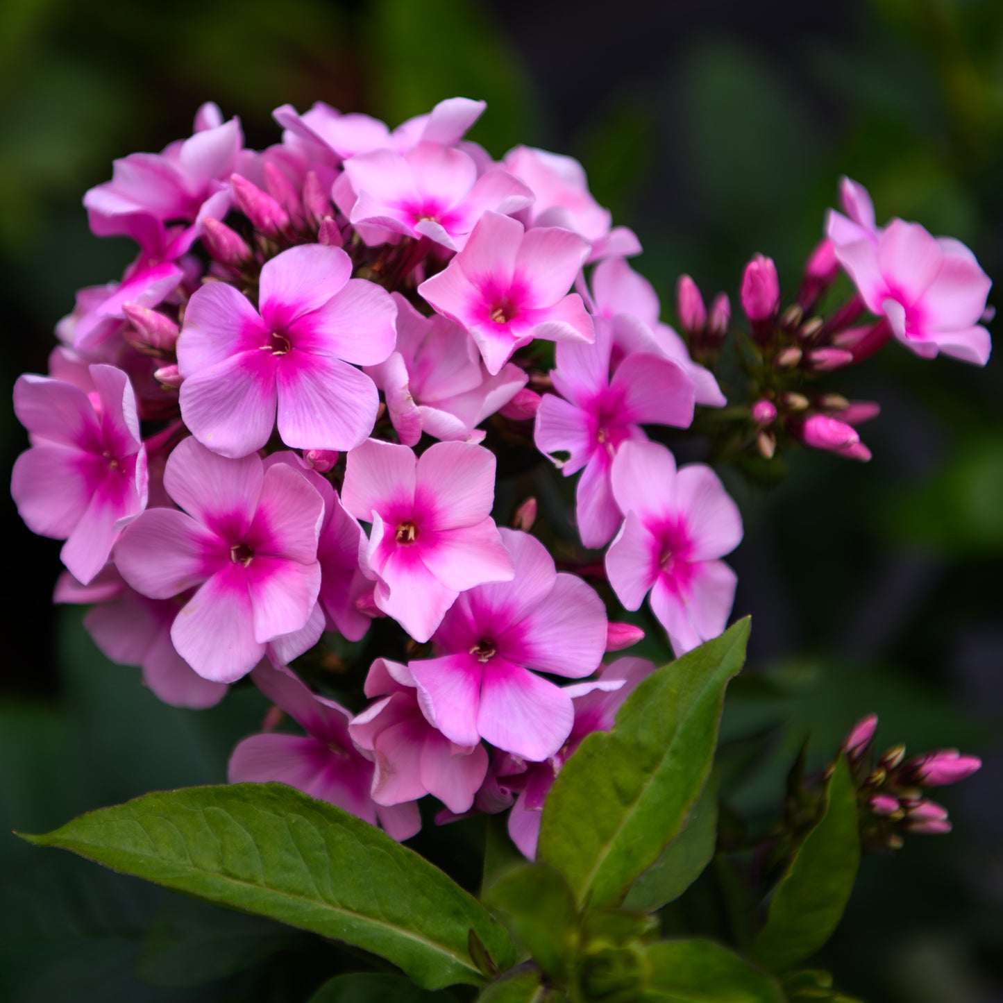 Phlox paniculata 'Bright Eyes'