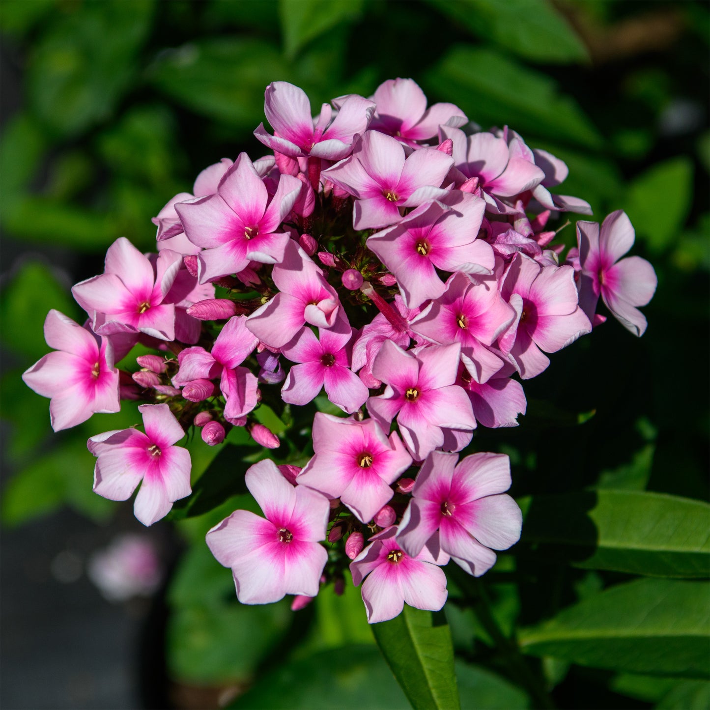 Phlox paniculata 'Bright Eyes'