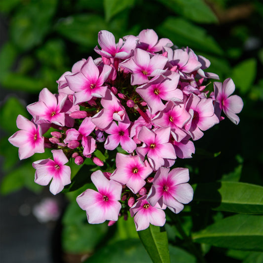 Phlox paniculata 'Bright Eyes'