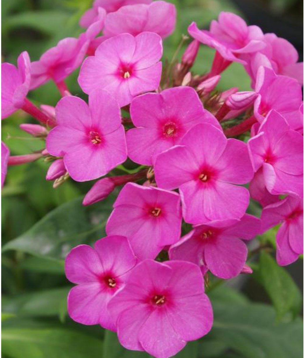 Phlox paniculata 'Flame Pink' – Fieldstone Gardens Inc