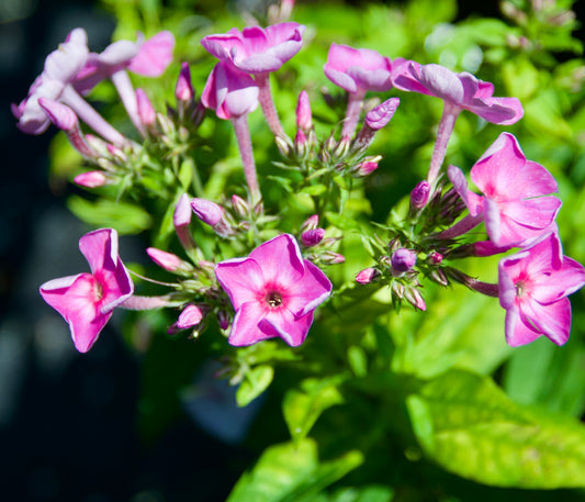 Phlox paniculata 'Jr. Bouquet'