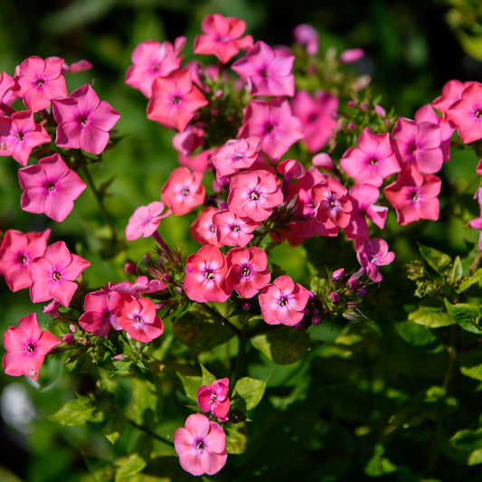 Phlox paniculata 'Junior Dance'