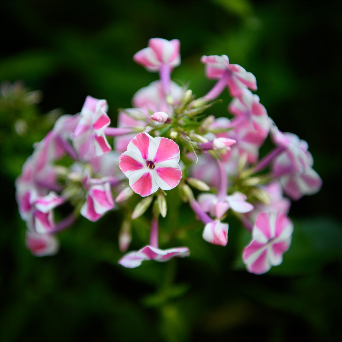 Phlox paniculata 'Peppermint Twist'