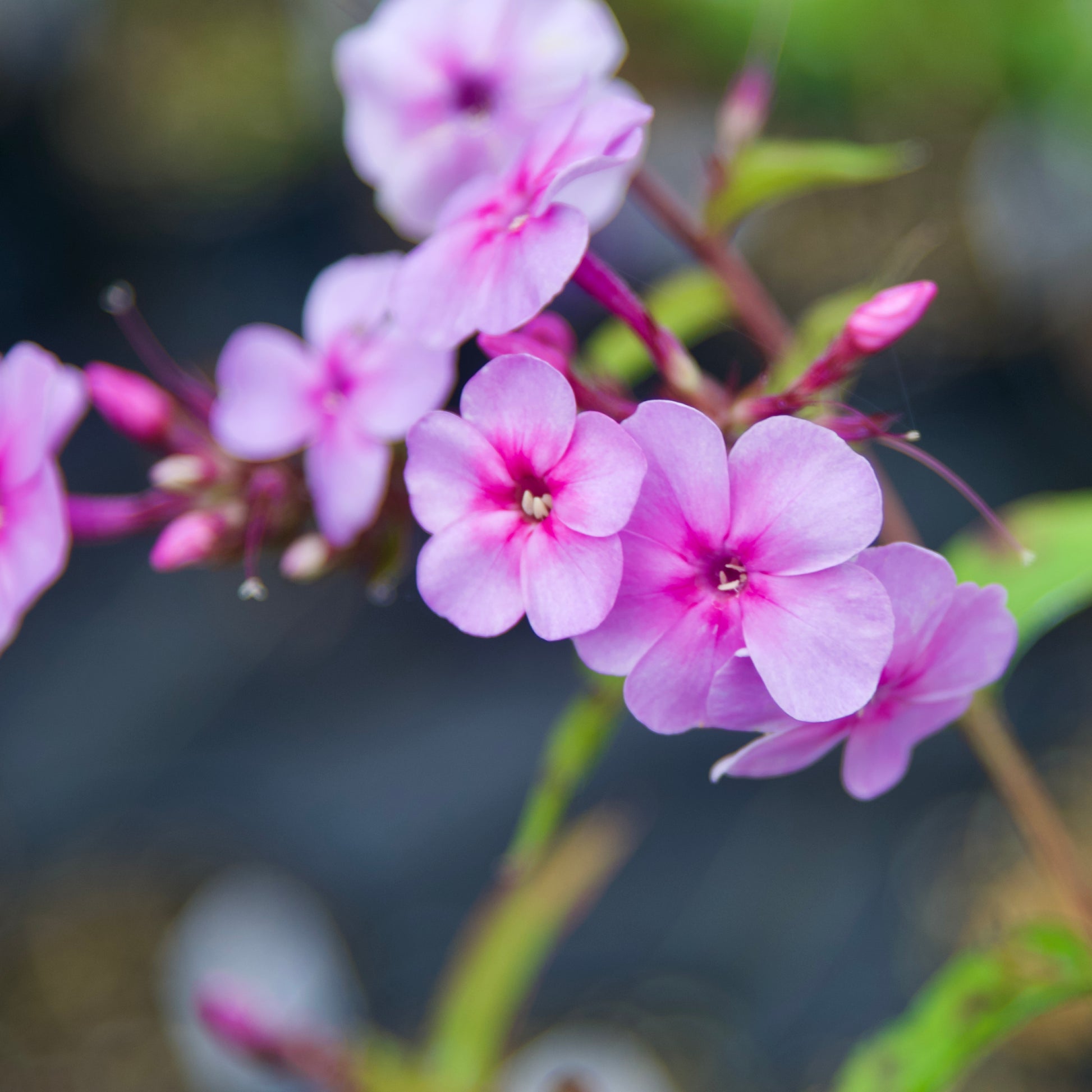 Phlox paniculata 'Speed Limit'