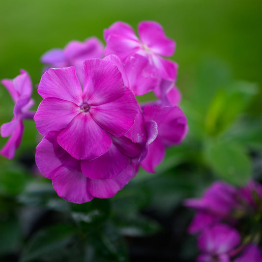 Phlox paniculata 'Super Ka-Pow Lavender'