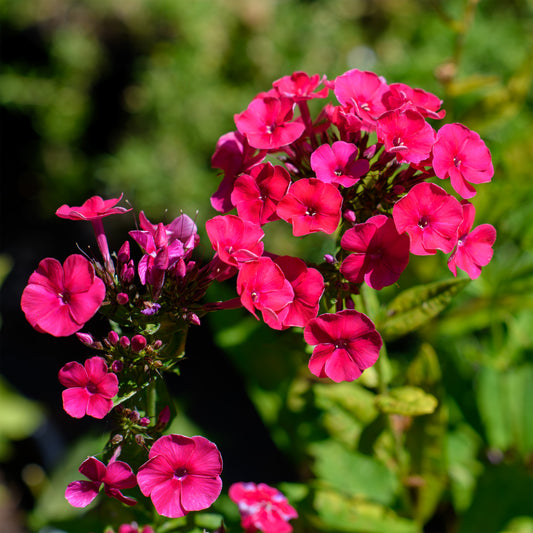 Phlox paniculata 'Grenadine Dream'