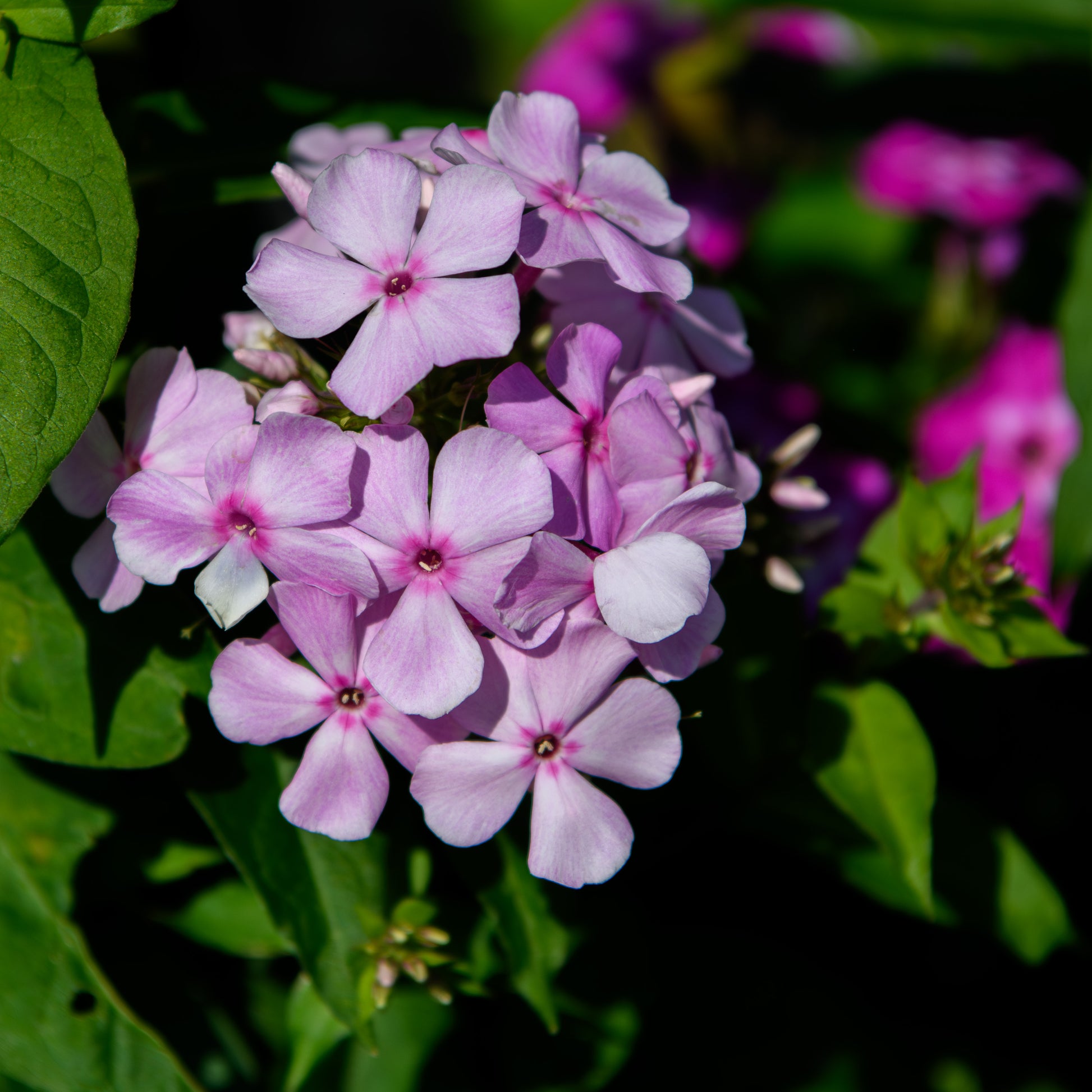 jade plant pink bloom Phlox paniculata 'Thai Pink Jade' – Fieldstone Gardens Inc