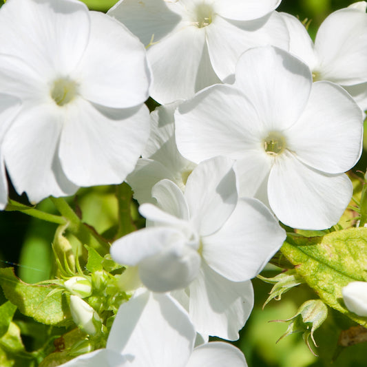 Phlox paniculata 'David'