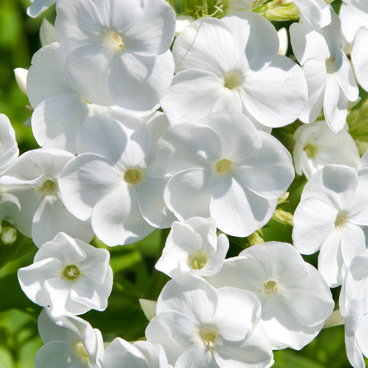 Phlox paniculata 'Icecap'